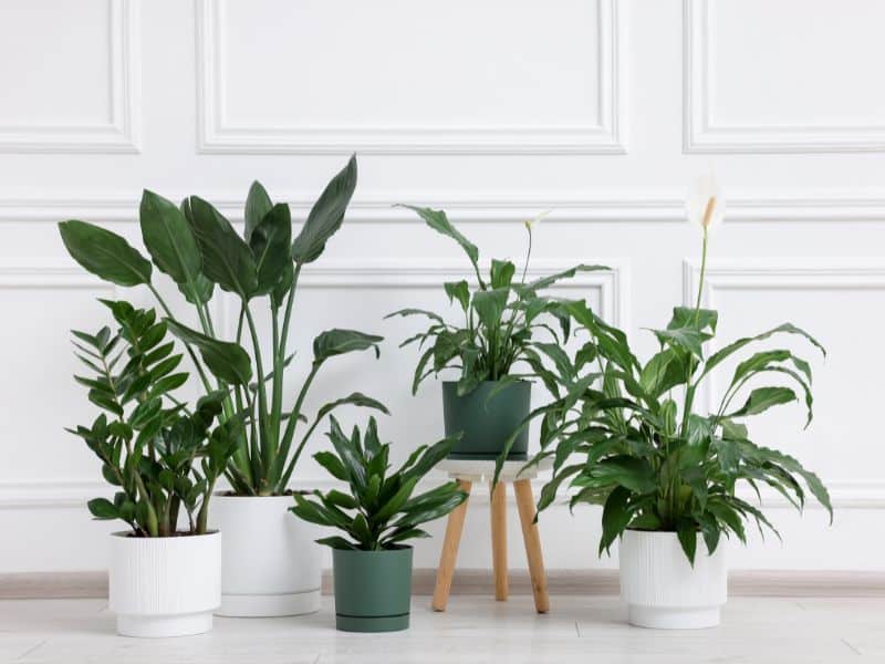 Lợi ích của việc trồng cây hút khí độc trong nhà